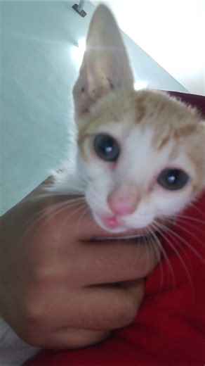 my new YouTube channel 😎😎 #petlover #cat