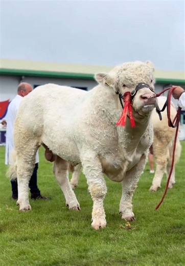 Charolais Cattle Showcase at The Royal Highland Show