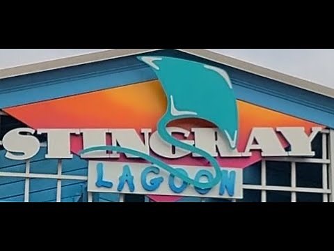 Stingray Lagoon 4k Tour : Seaworld Orlando