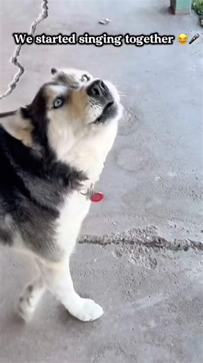 Husky sings with me 😂🎤