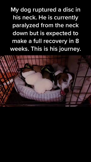 Copper's Journey: Paralyzed to Full Recovery
