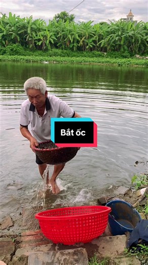 Tầm này sông gần nhà tôi nhiều ốc lắm cá ông bà #ongluonglmnong #lamvuon #lamruong #quehuong