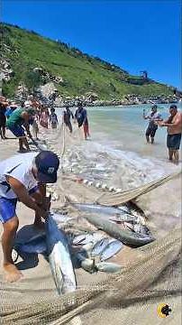 🚨🤯 CAVALAS GIGANTES desafiam a rede na Praia Grande em Arraial do Cabo Rj Brasil. 🇧🇷 #shorts