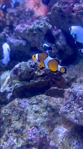 🐠 Pez Payaso en el AquaRio 🇧🇷 | El Pez Más Famoso del Océano