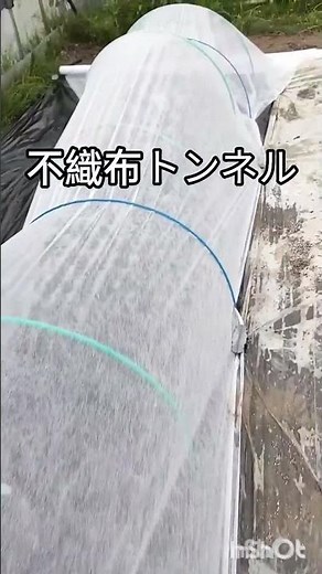 初心者OKメロン品種おすすめコロタン青肉でたくさん収穫できるころたん苗選びから教えますトンネル栽培で放任栽培
