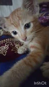 Seducing Cat Karma Season 6 Episode 14