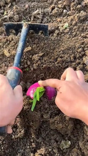 Planting Spring Onions Tutorial #farming #shorts