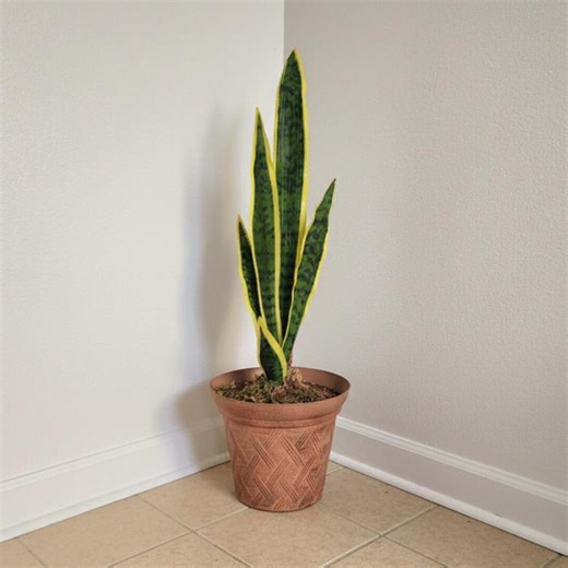 Toilet Plunger Container Snake Plant Bathroom Decor Tool Storage POTTY PLANTS - Etsy