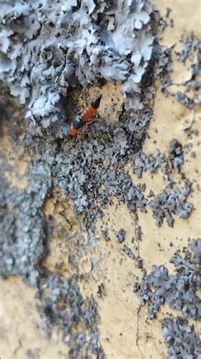 アオバアリガタハネカクシ「やけど虫」