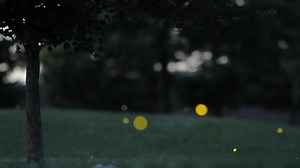 How do fireflies get their glow? We finally have some answers.