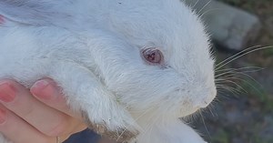 Video: Bunny invasion: Residents in east Orange County say they are overrun by rabbits