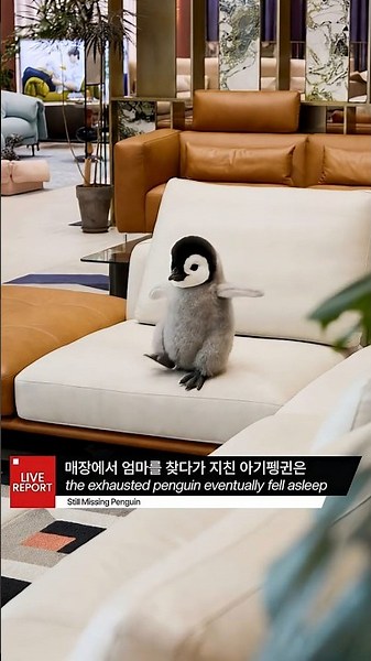 ESSA 에싸소파ㅣ🚨 [긴급속보] 실종됐던 아기 펭귄,의외의 장소에서 숙면한 채 발견!💤ㅣ𝗘𝗦𝗦𝗔 𝗙𝗟𝗔𝗚𝗦𝗛𝗜𝗣 𝗦𝗧𝗢𝗥𝗘ㅣ