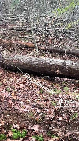 Old School Logger Life with Timberjack Winch Work