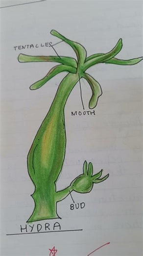 Hydra simple diagram #hydradiagram #hydra #biologydiagrams #biology