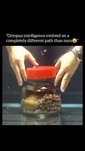 Made Mechanism⚙️🛠️ on Instagram: "Do follow (us) @mademechanism to learn something new daily! . . Octopuses are among the most intelligent creatures on Earth — despite being invertebrates. They can solve puzzles, escape enclosures, use tools, and even learn by watching others. What makes their intelligence unique is that most of their neurons are spread across their arms, allowing each limb to process information independently. Because this intelligence evolved separately from mammals, scientis