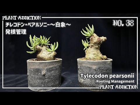 チレコドン・ペアルソニー～白象～発根管理 || Tylecodon pearsonii Rooting Management No.38