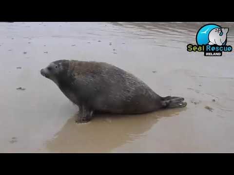 Arctic Ringed Seal Cloudberry Released Back into the Wild!