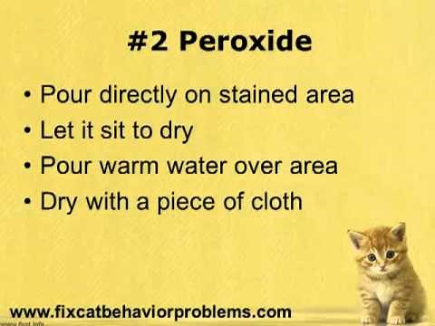 Removing Cat Urine Smell- Top 3 Homemade Remedies For Cat Urine Odor Removal