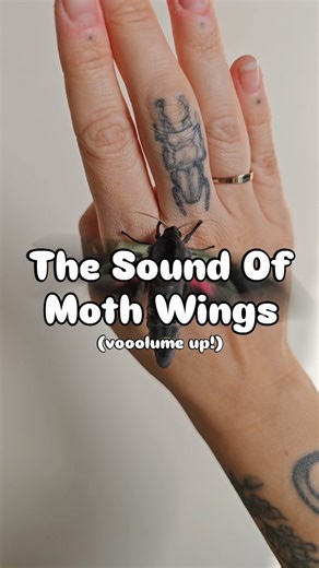 hawkmoth wings can flap at a speed of almost 85 times per second. this is too fast for our modern devices to pick up visually, so it looks like a slow rhythmic motion. ⚡ however the sound more than makes up for it, it's similar to a helicopter's blades whirring! 🚁 (anambulyx elwesi - Elwe's Pink & Green Hawkmoth) 💚 - #moths #entomology #insectlovers #bugslife #animalfacts #asmrtingles #natureisamazing | Stoned Affection