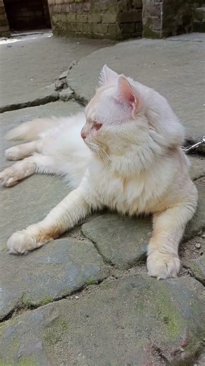 cute cat #funny #shorts #shortvideo @ourmomo