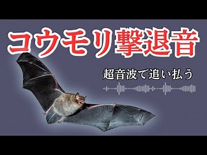 コウモリ撃退音。コウモリ駆除業者に相談する前に。簡単手軽なセルフ対策