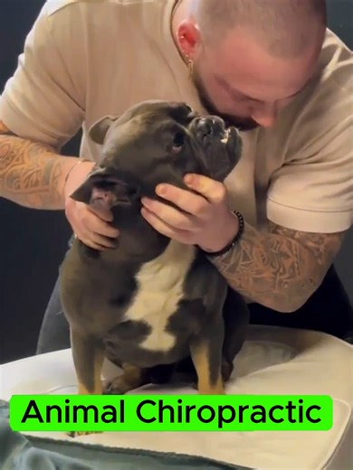 Animal Chiropractor: Restoring Mobility in Dogs