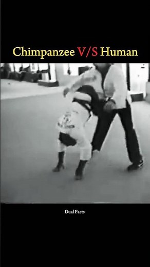 chimpanzee vs human,