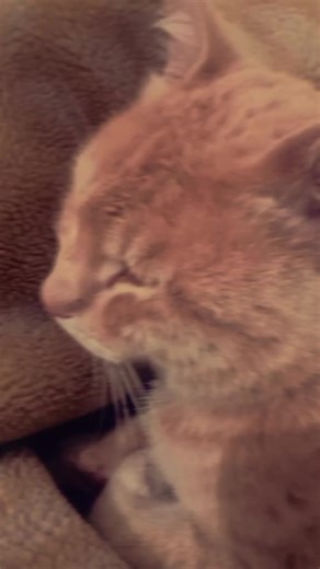 subha subha billi say mar khanay Kay bad🥲