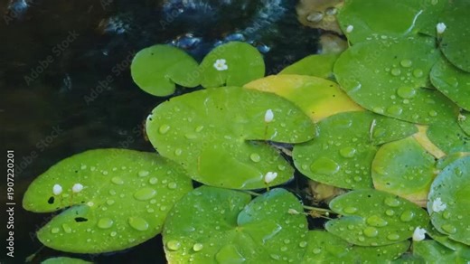 Probably Hydrocharis dubia. Hydrocharis is a genus of aquatic plants in the family Hydrocharitaceae. Wailea, South Maui, Hawaii.
