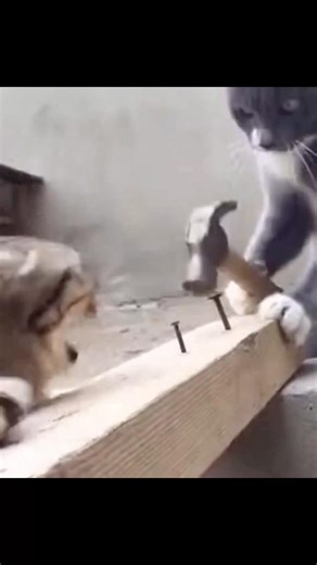 爆笑注意！猫の予測不能な行動が面白すぎる🤣 #爆笑 #猫 #Funny