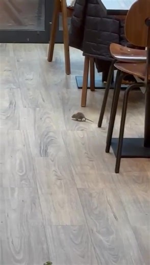 Intervention du jour 👋 #deratisation #desourisation #nuisibles #rat #cleanon