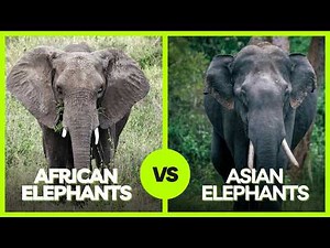 African vs Asian Elephants – How Are They Really Different?