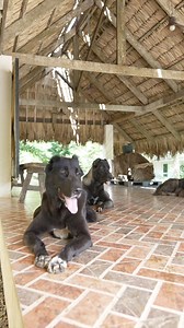 Snappy Alabais, India and Pilipinas #alabai | Supero Dog Farm