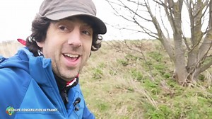 60 reactions · 5 comments | The short-eared owl, or 'Shortie', is an unusual owl because it prefers to be out and about in the daytime. It is most easily spotted in winter | Get Wild | Facebook