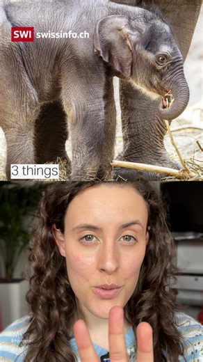 4.6K views · 41 reactions | Are Trump’s tariffs threatening Swiss pharma? Did the Schwab family use WEF funds for personal expenses? And will Zurich Zoo’s newborn elephant calf survive?  Here are three stories from Switzerland this week! #switzerland #swiss #news #trump #tariffs #pharma #wef #worldeconomicforum #klausschwab #elephant #zoo | swissinfo | Facebook