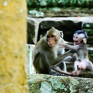 2.9K views · 137 reactions | Jealous Brother Janna Start To Lock Jazzy baby Monkey If He Chance | Entertainment Story | Facebook