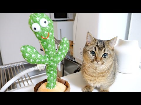 The reaction of the cats when the strange cactus suddenly started dancing