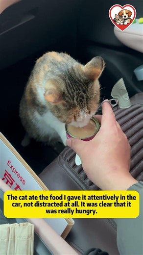 I Thought It Was a Normal Stray Cat… Until I Looked Closer 🙀#rescue #rescueefforts #cat