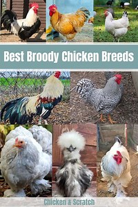 8 Best Broody Chicken Breeds (with Pictures)