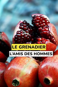 37K views · 837 reactions | Le grenadier, une plante très utile. #Grenadier #Grenade #Vertus | Agriculteurs Modernes | Facebook
