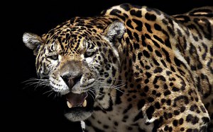 zbrush雕刻写实动物模型，豹子手办模型头部雕刻教学，次世代zbrush基础构造建模，zbrush新手教程 PBR全流程CG制作_哔哩哔哩_bilibili