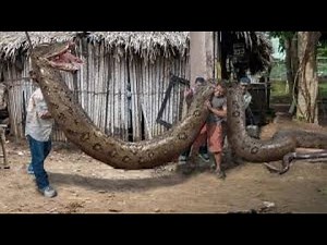 Biggest Snakes Ever Discovered : 4K-UHD Video . Pythons ( CHATU ), WANYAMA PORI Sabasaba 2022