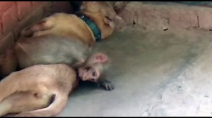 2.3K views · 150 reactions | Start your week off with a video of our monkey using a puppy as a lounge chair  | Peepal Farm | Facebook