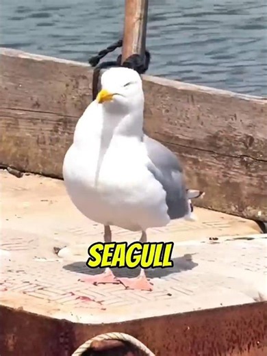Smart Bird🕊️#shorts #shortsfeed #amazingfacts