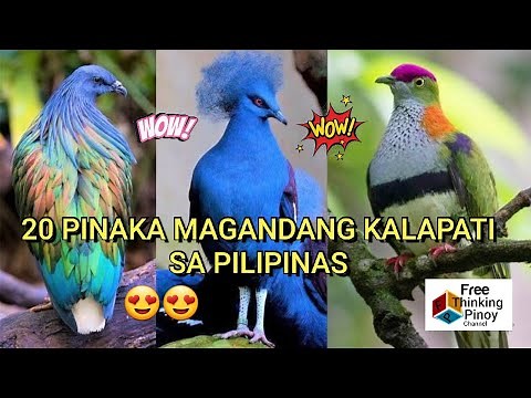 Best Pigeon Breed in the Philippines | IBAT IBANG LAHI NG KALAPATI | Most Endangered Birds