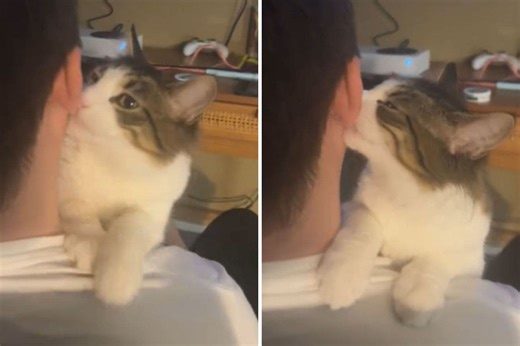 Man Suddenly Realizes Why Rescue Cat Was Returned to Shelter—’Mommy Issues’