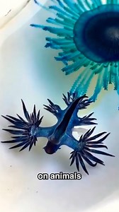 Don't go near this creature! #animals #facts | Top 10s