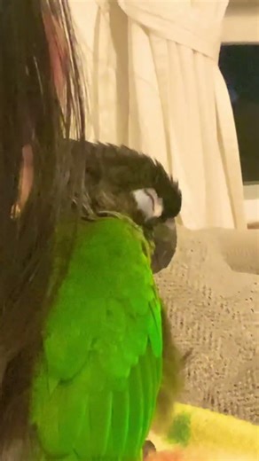 Bird sleeping #birds #conure #sleeping