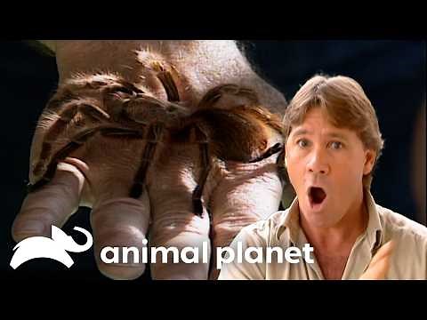 Steve Irwin IS The BUG HUNTER | The Crocodile Hunter | Animal Planet
