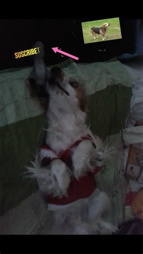 ESTO ES SENCILLAMENTE LO MAXIMO PADRE-THIS IS SIMPLY THE BEST, DA-DOGUI CON SU BURRITO SHERCK PART 2